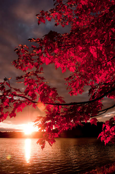 sunset-leaf