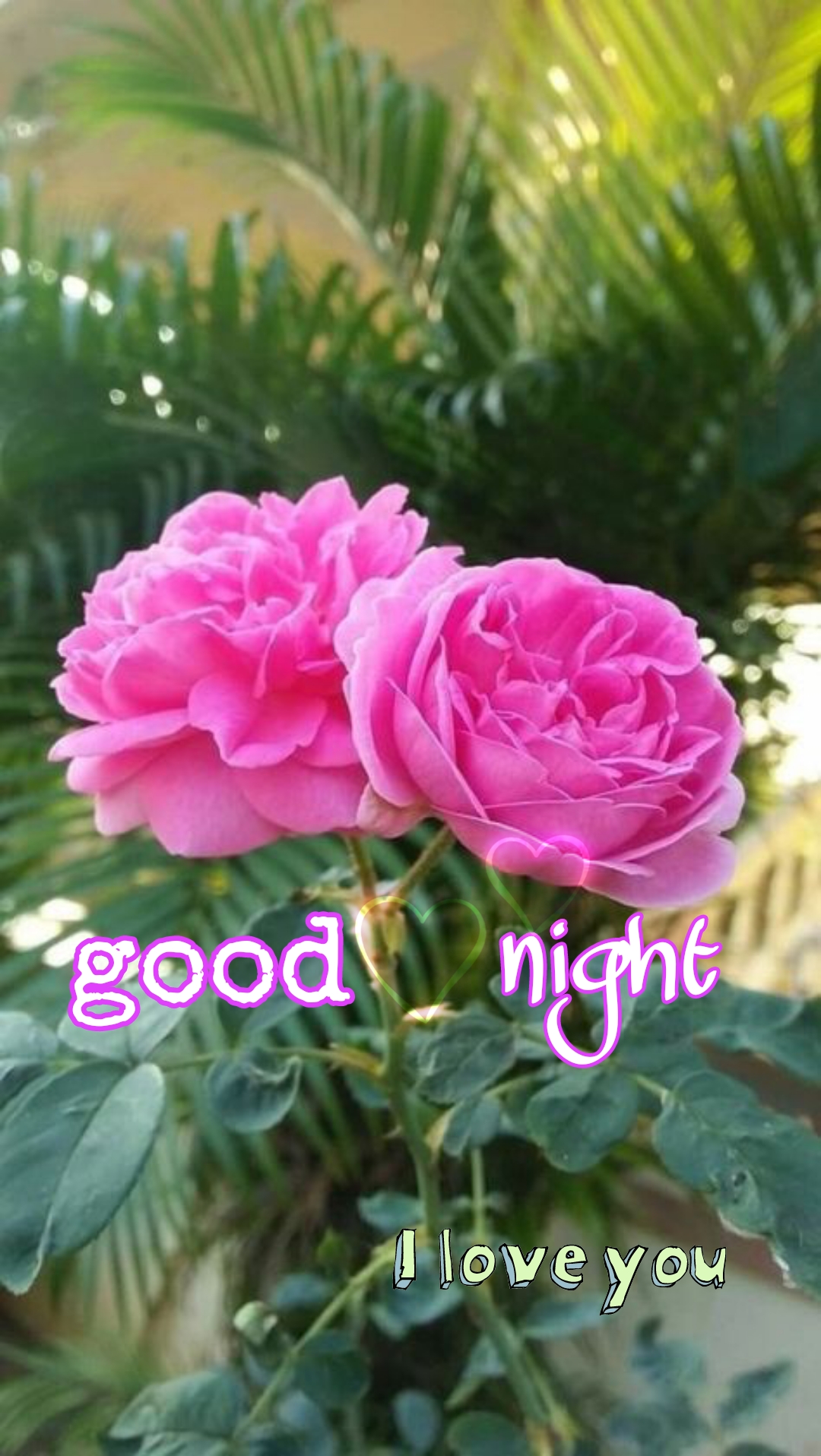 Good night Rose 🌹