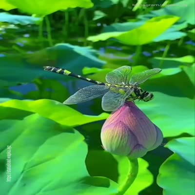 Lotus nature wibe