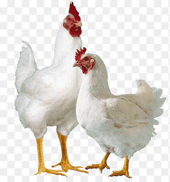 poultry