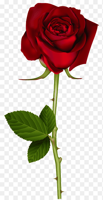 red rose